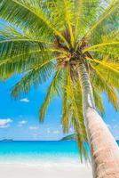 Beautiful coconut palm tree