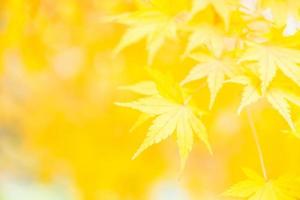 Yellow Maple leaf photo