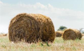 Haybales in a field photo