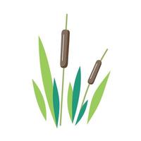 reed - vector illustration on white background. river plant