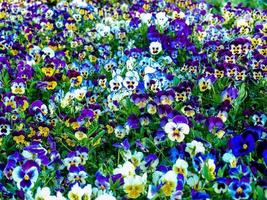 Flower garden in nature photo