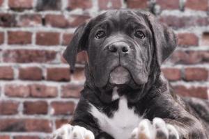 Black and white puppy photo