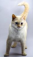 Orange cat with blue eyes photo