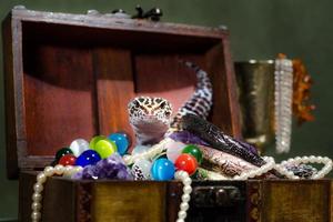 Lizard with jewelry box photo