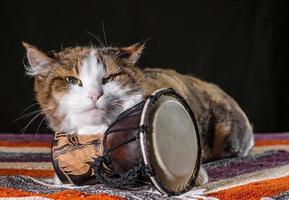 gato gruñón con un tambor foto