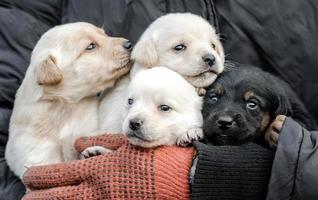 Person holding four puppies photo