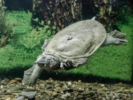 Freshwater turtle swimming photo