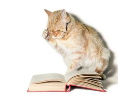 Cat wearing reading glasses with a book photo