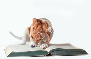 perro con gafas de lectura y un libro. foto