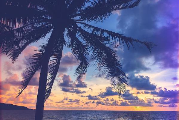 Palm Tree Sunset Stock Photos, Images and Backgrounds for Free Download