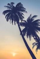 Silhouette of palm trees photo