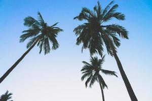 Silhouette of palm trees photo