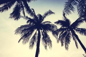 Silhouette of palm trees photo