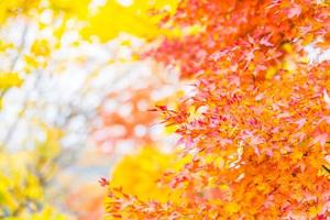 Beautiful red maple leaf on tree photo