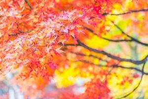 Beautiful red maple leaves photo