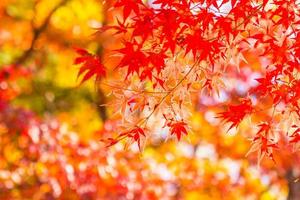 Beautiful red maple leaves photo