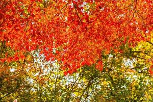 hermosa hoja de arce roja y verde en el árbol foto