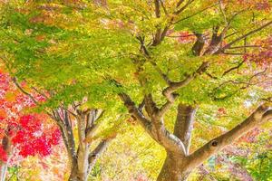 Beautiful red and green maple leaf on tree photo