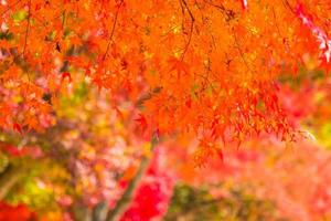 Beautiful red maple leaves photo