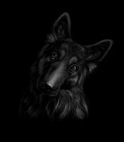 Portrait of a German shepherd dog on a black background. Vector illustration