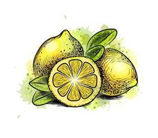 Lemon with leaves from a splash of watercolor, hand drawn sketch. Vector illustration of paints