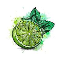 Fresh lime with leaves and mint from a splash of watercolor, hand drawn sketch. Vector illustration of paints