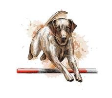 Labrador retriever jumping in a training of agility from a splash of watercolor, hand drawn sketch. Vector illustration of paints