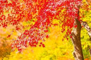 Beautiful red and green maple leaf on tree photo