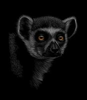 Portrait of a head of a ring-tailed lemur on a black background. Vector illustration