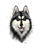 Portrait of the head of the Siberian Husky with blue eyes from a splash of watercolor, hand drawn sketch. Vector illustration of paints
