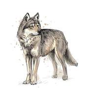 Portrait of a wolf from a splash of watercolor, hand drawn sketch. Vector illustration of paints