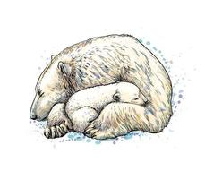 Polar bear with cub from a splash of watercolor, hand drawn sketch. Vector illustration of paints