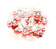 Bunch rowan berries from splash of watercolors. Hand drawn sketch. Vector illustration of paints