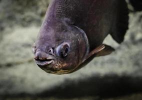 Piranha fish in the water photo