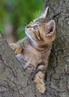 Kitten climbing a tree photo