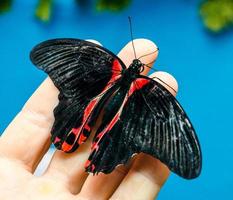 mariposa negra y roja foto