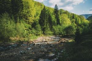 Mountain river with trees photo