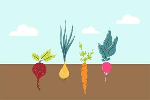 huerta. imagen horizontal. En el suelo crecen remolachas, cebollas, zanahorias y rábanos. vector de imagen plana