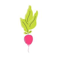 Fresh radish on a white background. Vector flat image, icon