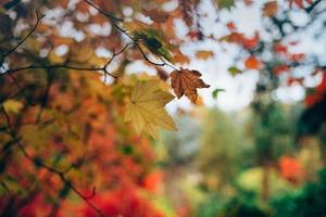 arce hojas de otoño foto