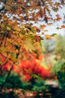 Autumn leaves on trees photo