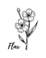 Hand drawn flax branch with flowers. Vector illustration in sketch style for linen seeds and oil packaging