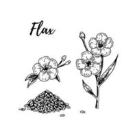 Set of hand drawn flax flowers, branches and seeds. Vector illustration in sketch style for linen seeds and oil packaging