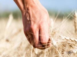Hand touching wheat photo