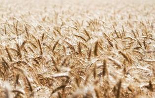 Wheat field during daytime photo