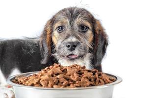 Dog with dry food photo