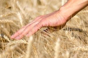Person brushing hand through wheat photo