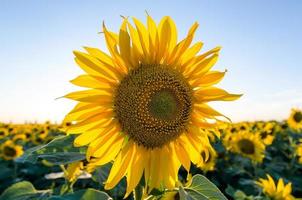Sunflower with blue sky photo