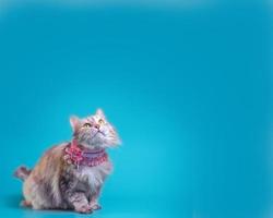 Cat on a blue background photo