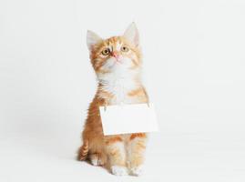 Gatito de jengibre con un cartel en blanco foto